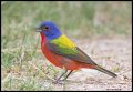 _3SB3395 painted bunting